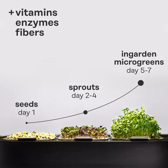 Bio Rucola Superfood - Microgreen Superfood Seed Pads | 100% Bio | Vollständig ausgewachsen 1 Monatsvorrat