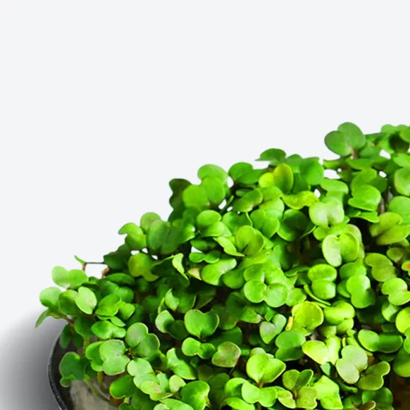 Bio Rucola Superfood - Microgreen Superfood Seed Pads | 100% Bio | Vollständig ausgewachsen 1 Monatsvorrat
