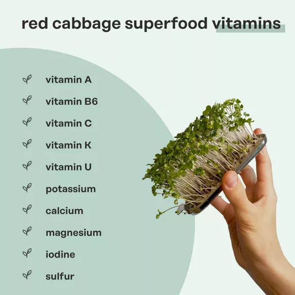 Bio Superfood Mix - Microgreen Superfood Seed Pads | 100% Bio | Vollständig ausgewachsen 1 Monatsvorrat