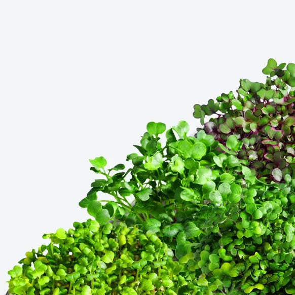 Bio Superfood Mix - Microgreen Superfood Seed Pads | 100% Bio | Vollständig ausgewachsen 1 Monatsvorrat