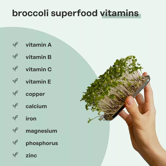 Bio Brokkoli - Microgreen Superfood Seed Pads | 100% Bio | Vollständig ausgewachsen 1 Monatsvorrat