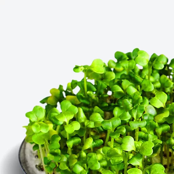 Bio Brokkoli - Microgreen Superfood Seed Pads | 100% Bio | Vollständig ausgewachsen 1 Monatsvorrat