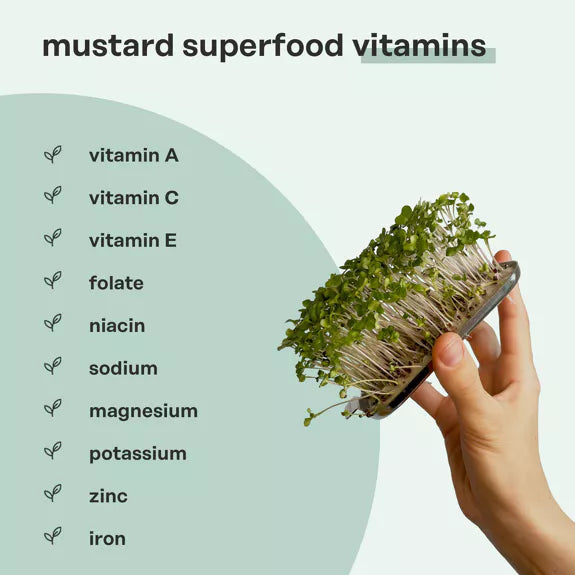 Bio Senf - Microgreen Superfood Seed Pads | 100% Bio | Vollständig ausgewachsen 1 Monatsvorrat