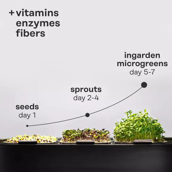 Bio Senf - Microgreen Superfood Seed Pads | 100% Bio | Vollständig ausgewachsen 1 Monatsvorrat