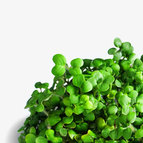 Bio Senf - Microgreen Superfood Seed Pads | 100% Bio | Vollständig ausgewachsen 1 Monatsvorrat