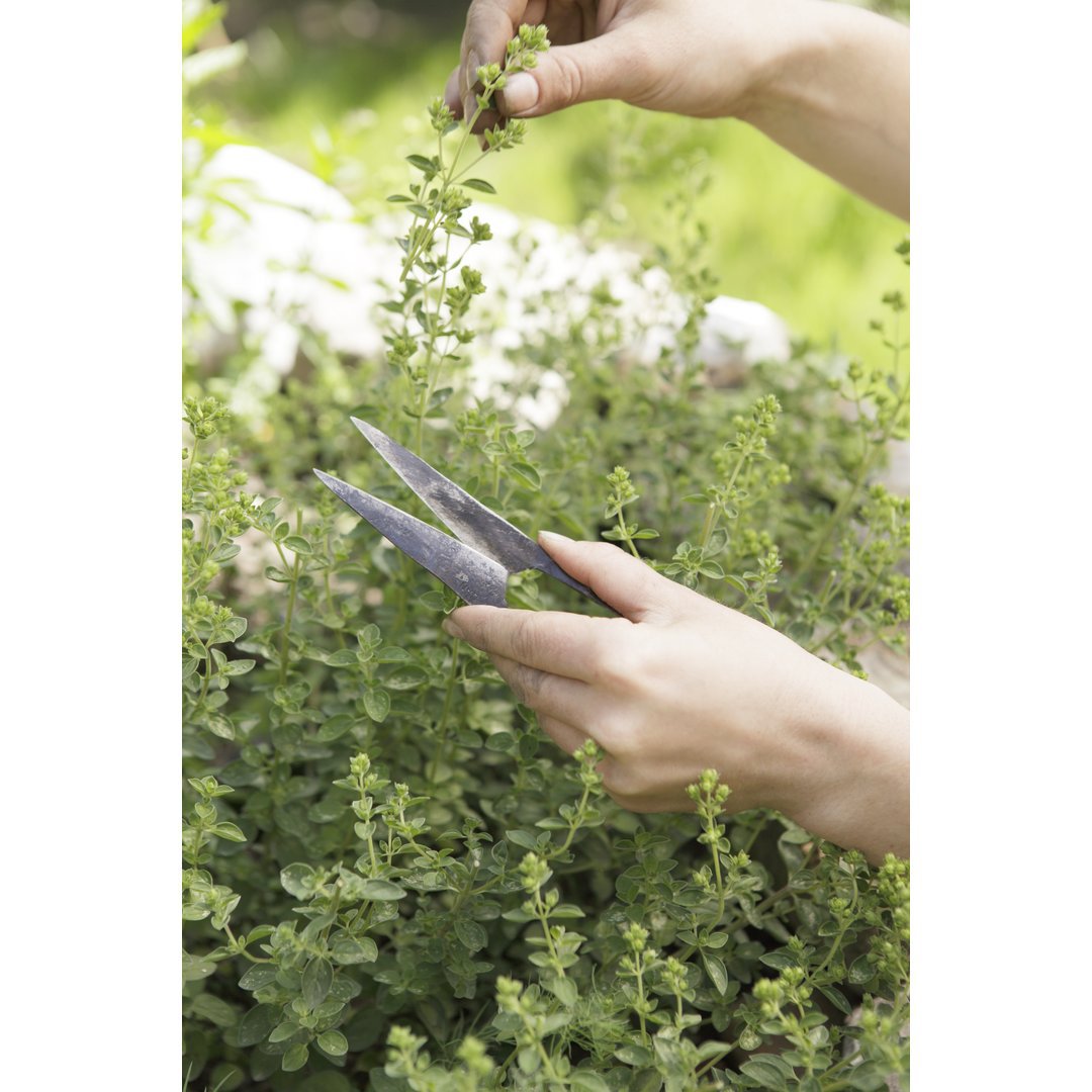 Kräuterschere, Schneidlänge 4-8cm